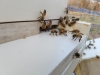 Honey Bees Fanning at the Hive Entrance