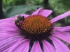 Collecting Pollen on Cone Flower