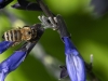 Honey Bee Sips Nectar Through an Opening Made by a Bumblebee