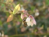Honey Bee on Blueberry Blossoms