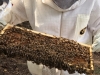 1st Year Beekeeping Cluster Meeting