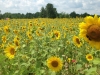 Field of Sunflowers a Honey Bee Favorite