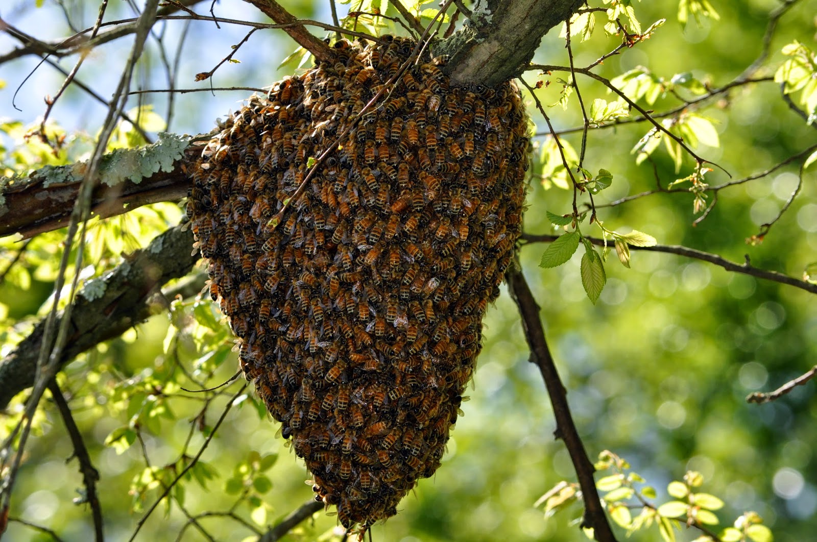 цветочная полка bee swarm