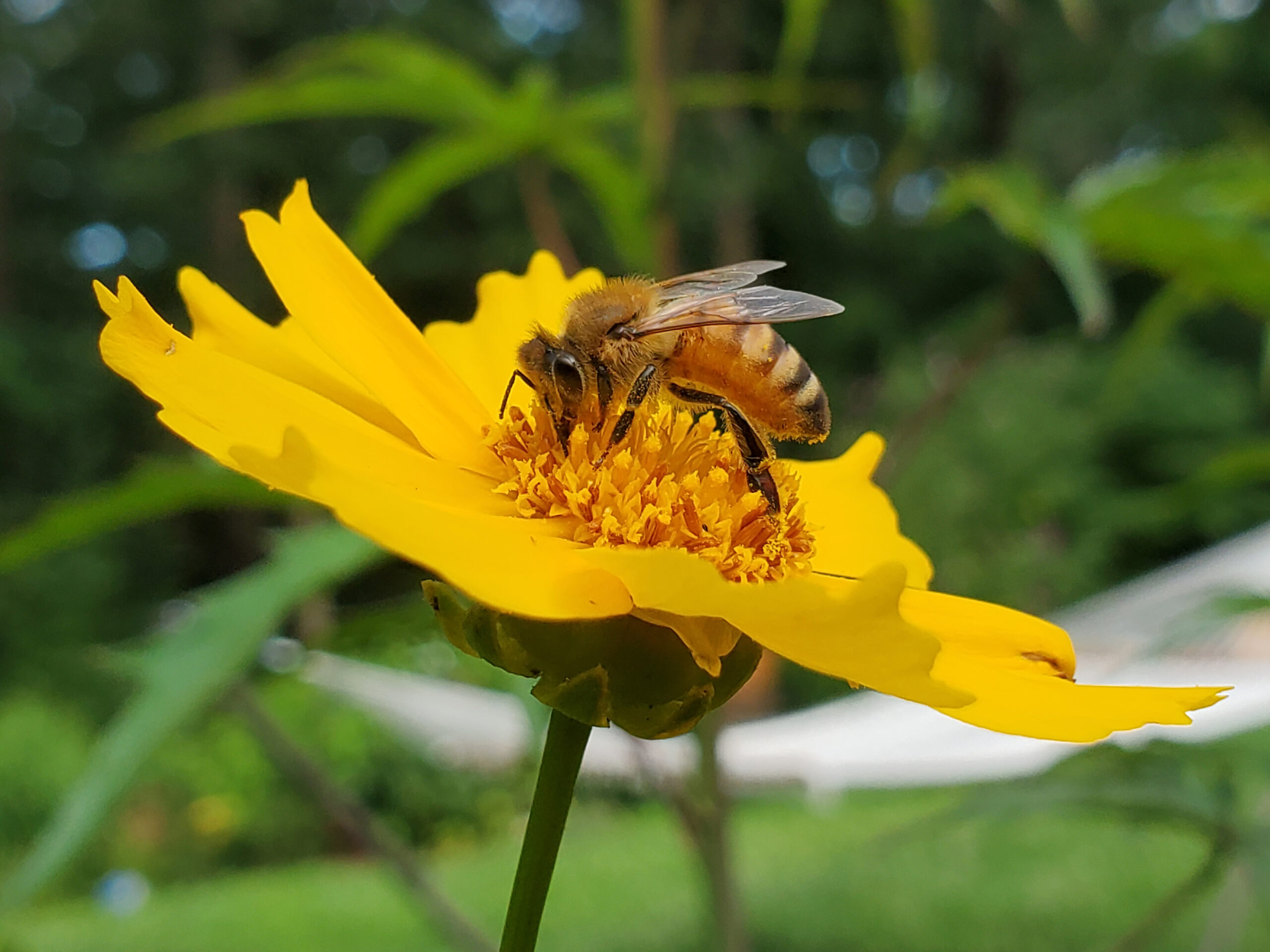 Orange County Beekeepers Association